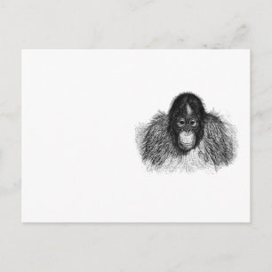 Lugn Orangutang Svart-vit apteckning Vykort