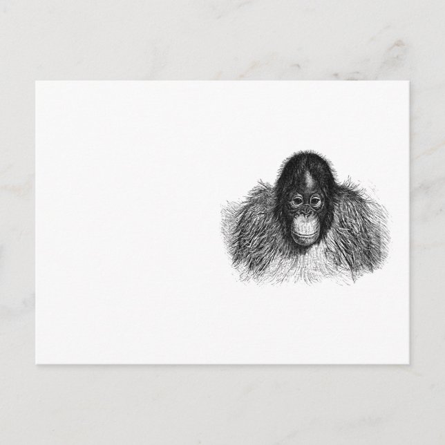 Lugn Orangutang Svart-vit apteckning Vykort (Framsida)