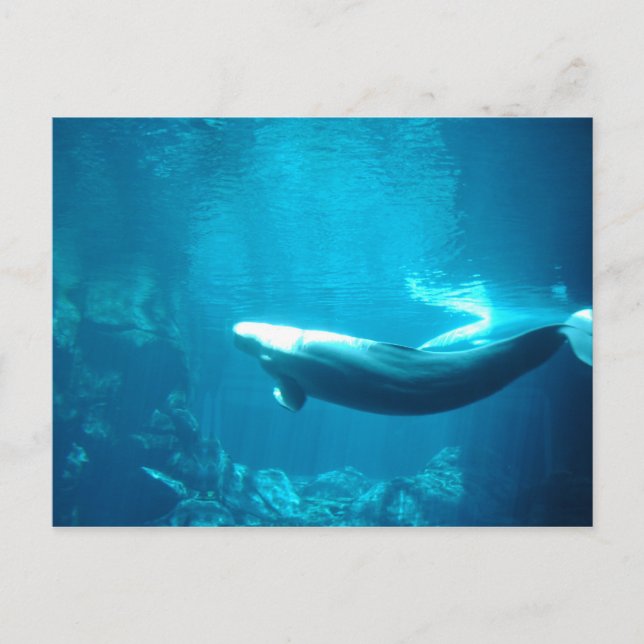 Lugn Sea Vykort (Framsida)