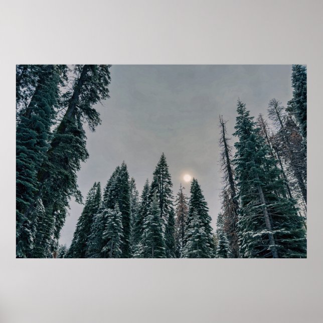 Lugn snöig skog och sol poster (Framsidan)