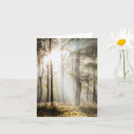 Lugn solbelyst skog kort