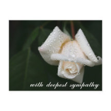 Lugnande gröna blad Vit Ros Sympati