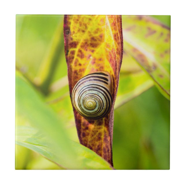 lugnens bilaga kakelplatta (Framsidan)