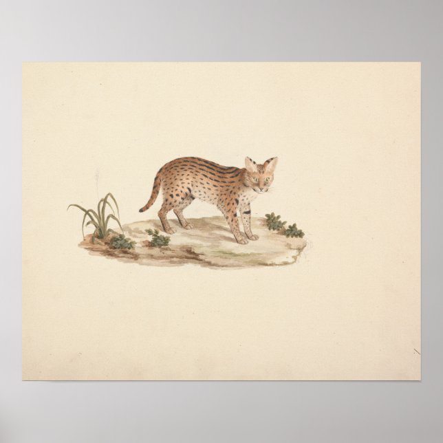 Luigi Balugani - African Wildcat eller Serval Poster (Framsidan)