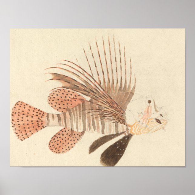 Luigi Balugani - Lionfish Poster (Framsidan)