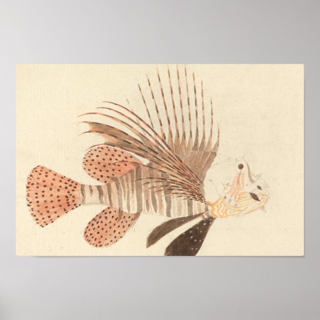 Luigi Balugani - Lionfish Poster (Framsidan)
