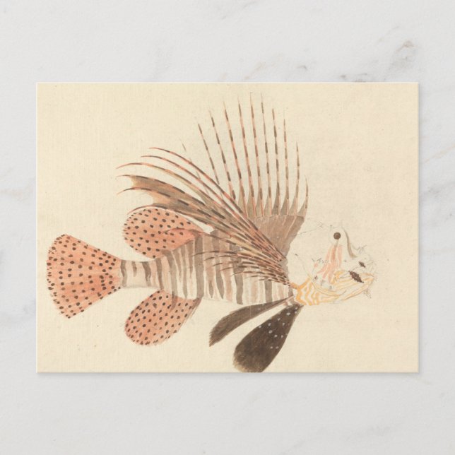 Luigi Balugani - Lionfish Vykort (Framsida)