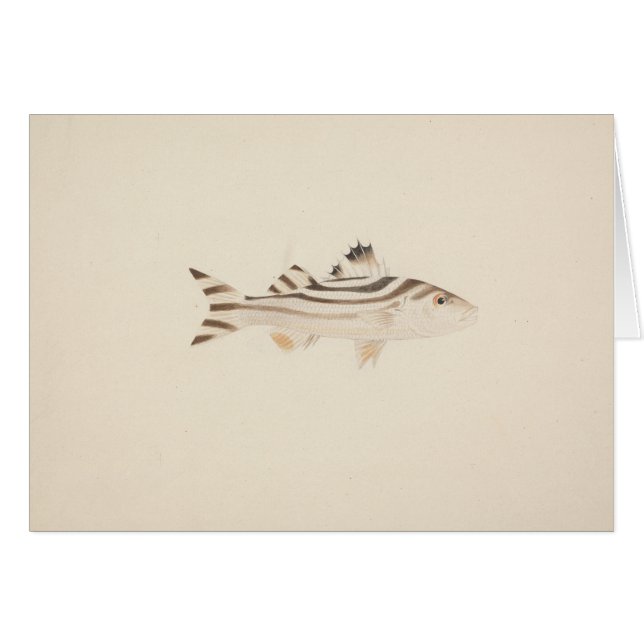 Luigi Balugani - Oidentifierad fisk Hälsningskort (Framsidan Horizontal)