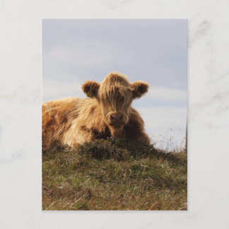 Luing ko på Isle of Islay, Skottland Vykort