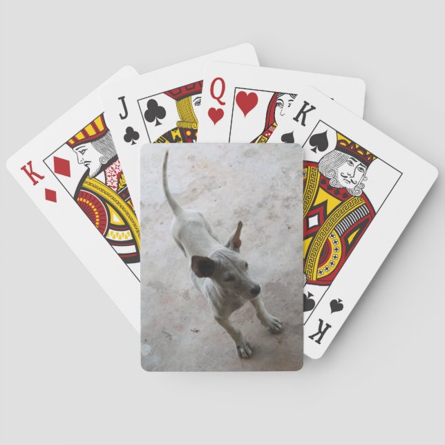 Luk Maa ... Thai Soi Puppy Hund Casinokort (Baksidan)