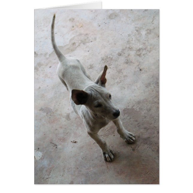 Luk Maa ... Thai Soi Puppy Hund Hälsningskort (Framsidan)