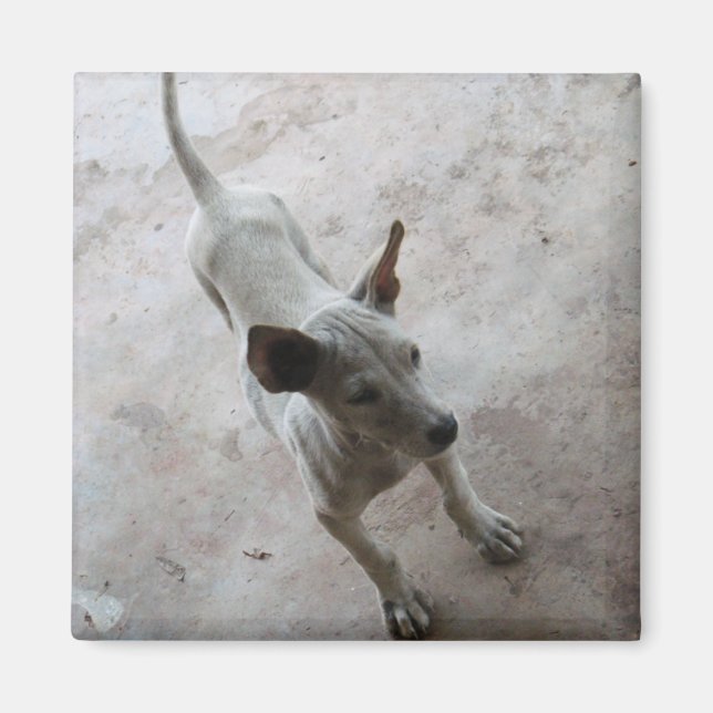 Luk Maa ... Thai Soi Puppy Hund Magnet (Framsidan)