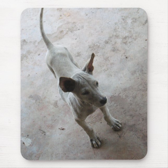 Luk Maa ... Thai Soi Puppy Hund Musmatta (Framsidan)