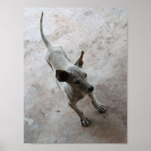 Luk Maa ... Thai Soi Puppy Hund Poster