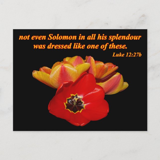 luke 12:27b och ljusa tulpaner vykort (Framsida)