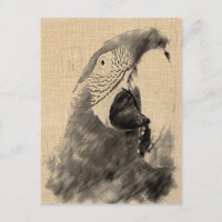 Lulu Macaw Sketch