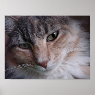 Lulu-nära Poster