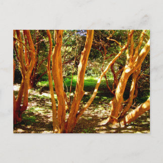 Luma apiculata, Chile Vykort