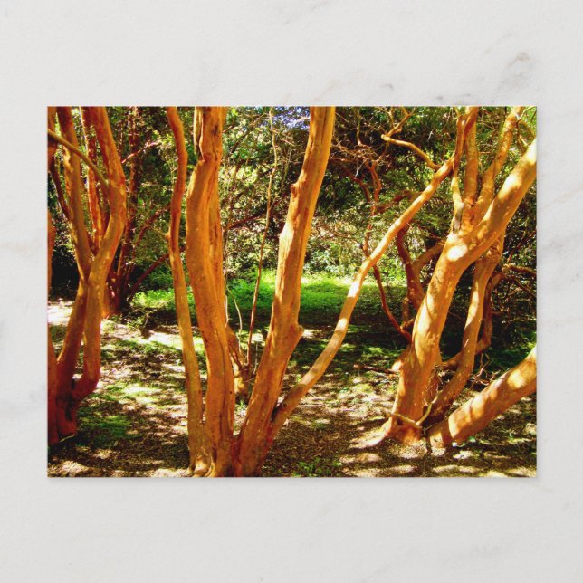 Luma apiculata, Chile Vykort (Framsida)