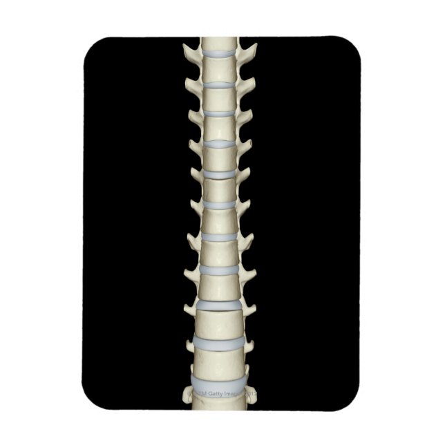 Lumbar och Thoracic Vertebrae Magnet (Vertikal)