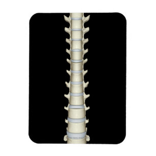 Lumbar och thorakala kotor magnet