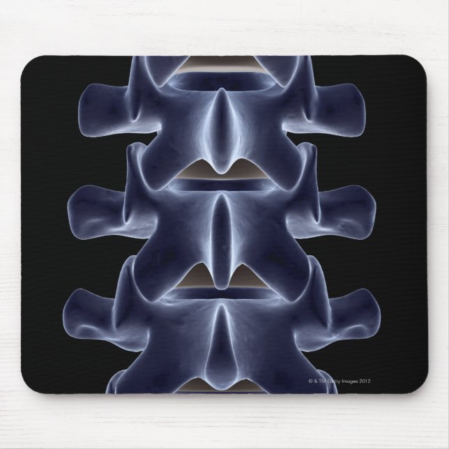 Lumbar Vertebra 2 Musmatta (Framsidan)