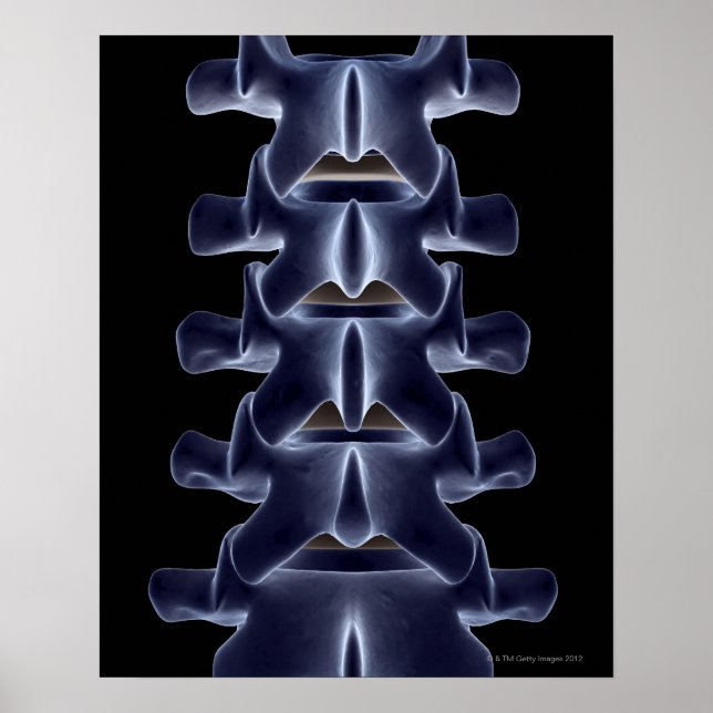 Lumbar Vertebra 2 Poster (Framsidan)