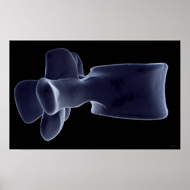Lumbar Vertebra 3 Poster (Framsidan)