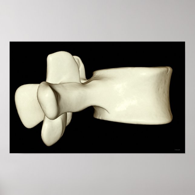 Lumbar Vertebra 4 Poster (Framsidan)