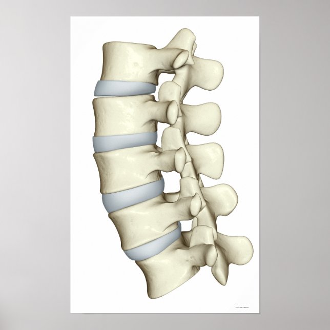 Lumbar Vertebrae 2 Poster (Framsidan)