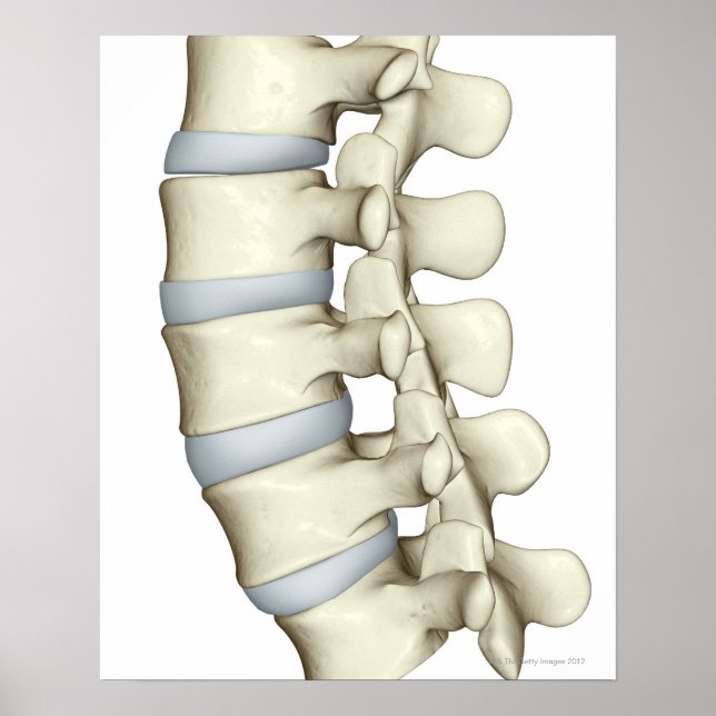 Lumbar Vertebrae Poster (Framsidan)
