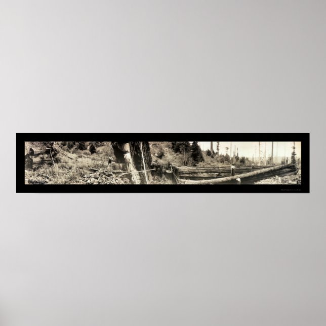 Lumberjack Redwood Photo 1915 Poster (Framsidan)