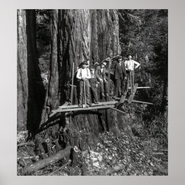 LUMBERJACKS HIGH on a REDWOOD c. 1889 Poster (Framsidan)