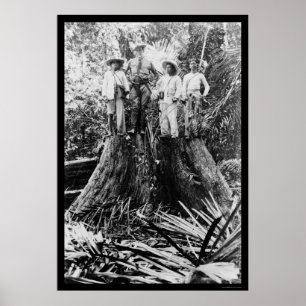 Lumberjacks in Mindoro Region, Filippinerna 1906 Poster