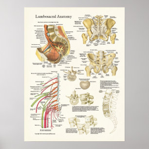 Lumbosacral Anatomy Poster och ryggdegenerering
