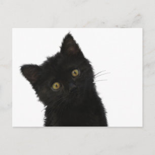 Luna Bella Black Kitten Vykort
