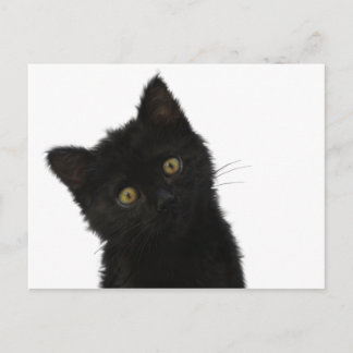 Luna Bella Black Kitten Vykort
