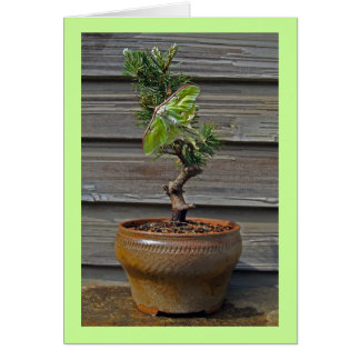 Luna Bonsai Hälsningskort