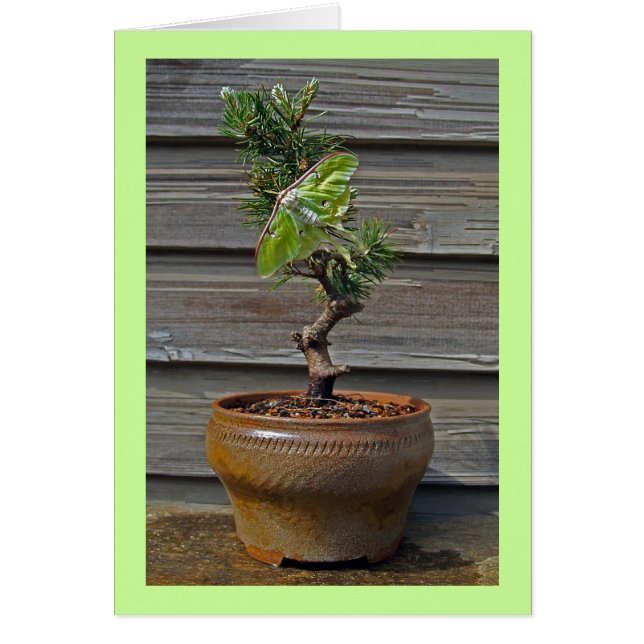 Luna Bonsai Hälsningskort (Framsidan)