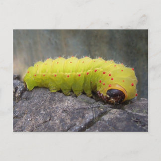 Luna Caterpelare Vykort