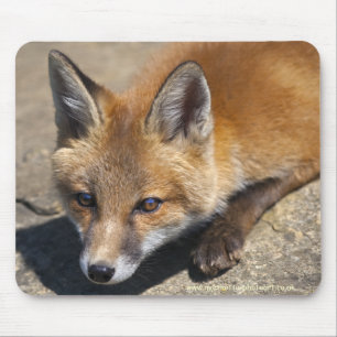 Luna Fox Musmatta