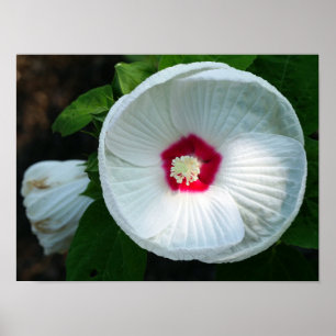 Luna Hibiscus Poster