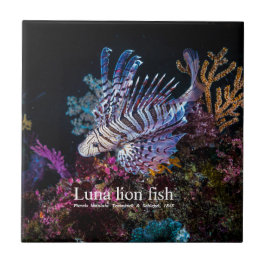 Luna lejon fish, Pterois lunulata Kakelplatta