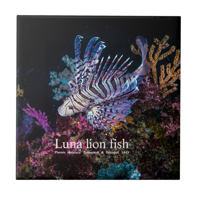 Luna lejon fish, Pterois lunulata Kakelplatta (Framsidan)