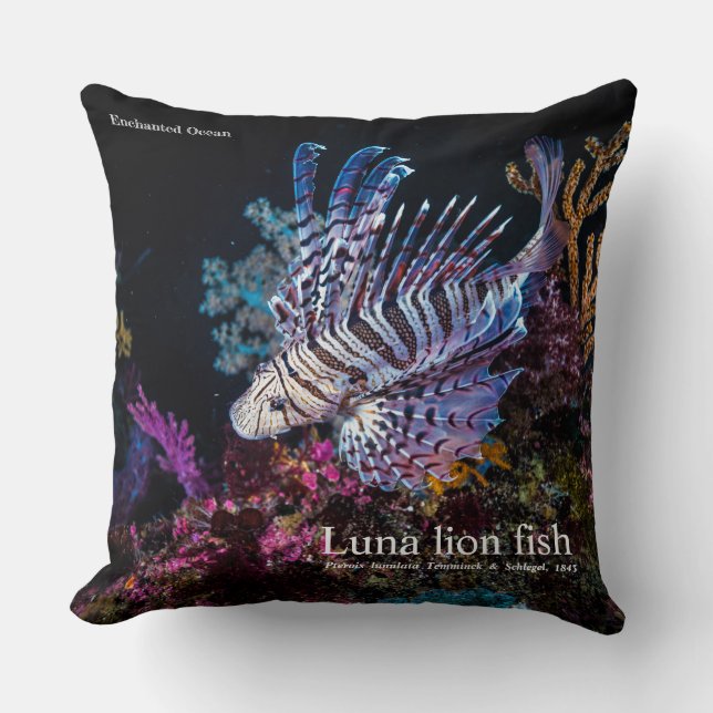 Luna lejon fish, Pterois lunulata Kudde (Framsida)