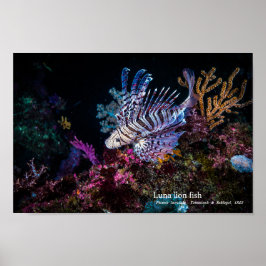 Luna lejon fish, Pterois lunulata Poster