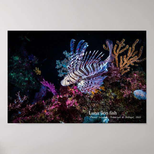 Luna lejon fish, Pterois lunulata Poster (Framsidan)