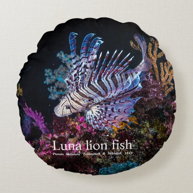 Luna lejon fish, Pterois lunulata Rund Kudde (Framsidan)
