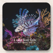 Luna lejon fish, Pterois lunulata