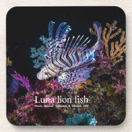 Luna lejon fish, Pterois lunulata Underlägg
